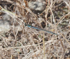 Enallagma durum
