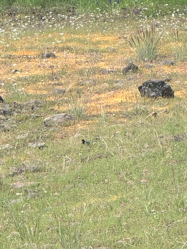 iNaturalist observation photo of Dark-eyed Junco
