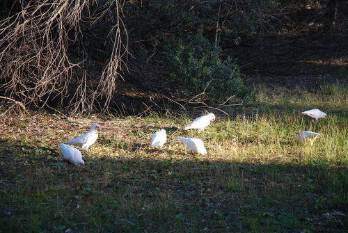 Cacatua tenuirostris