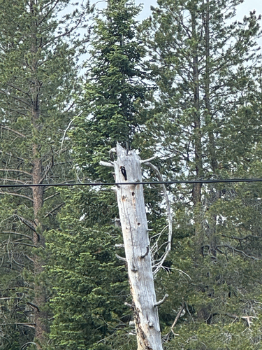 iNaturalist observation photo of Hairy Woodpecker
