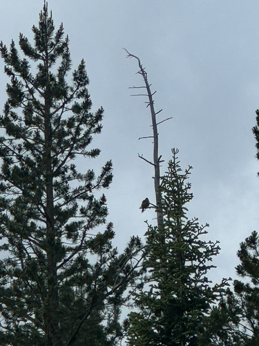 iNaturalist observation photo of Northern Flicker