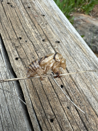 iNaturalist observation photo of Cicadas