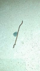 Aporrectodea trapezoides