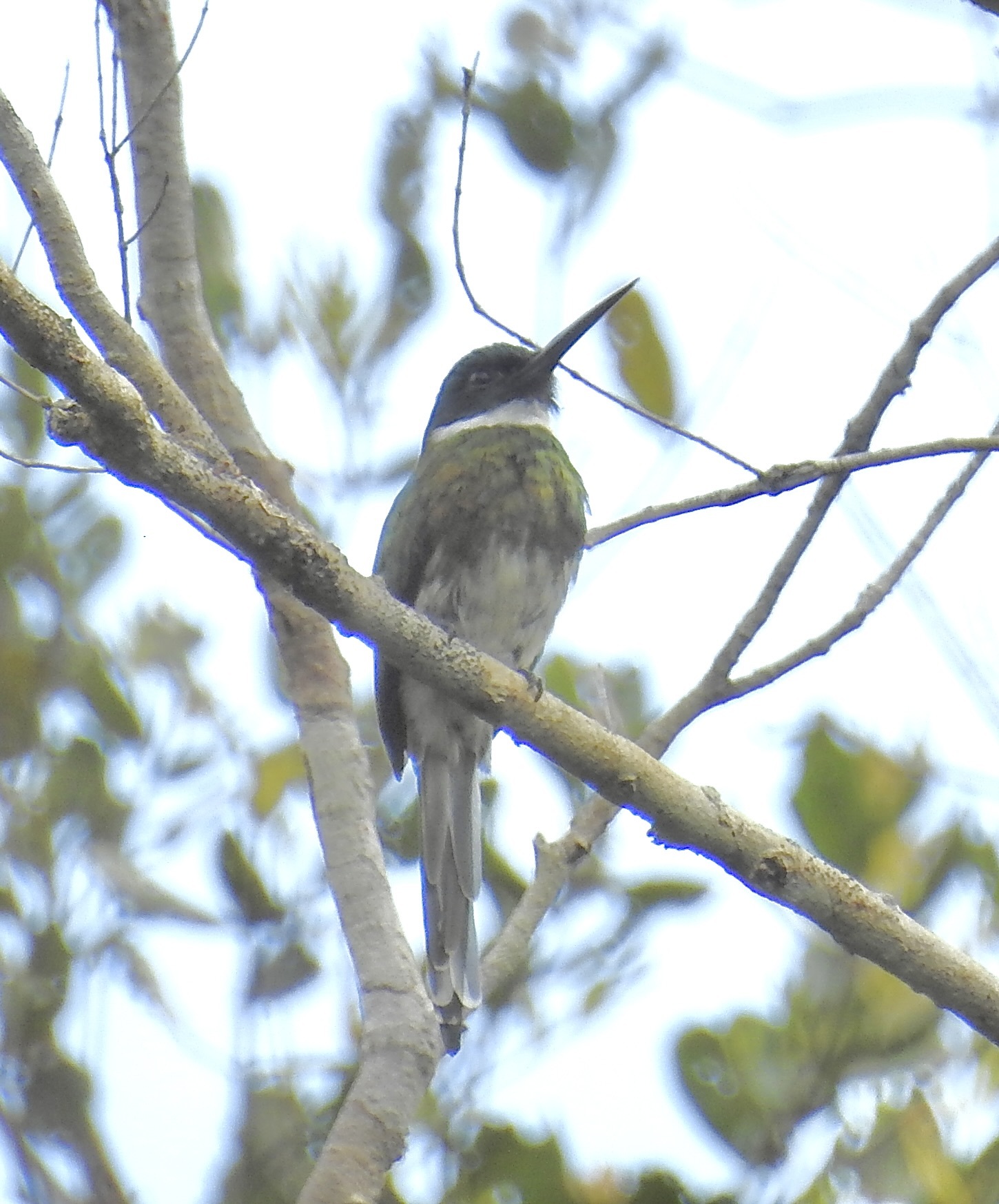 Bronzy Jacamar (Galbula leucogastra), photo 4