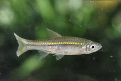 Rasbora argyrotaenia