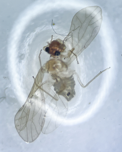 Enderleinella obsoleta