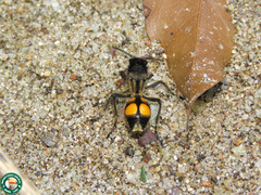 Traumatomutilla quadrinotata