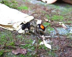 Hoplomutilla spinosa