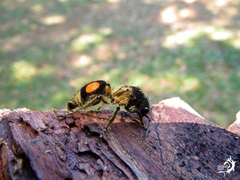 Hoplomutilla spinosa