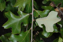 Quercus ilicifolia