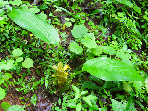 Vaman Turmeric (Curcuma vamana)