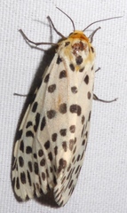 Juxtarctia multiguttata