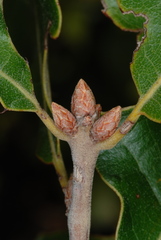 Quercus ilicifolia