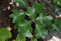 Quercus ilicifolia