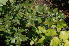 Quercus ilicifolia