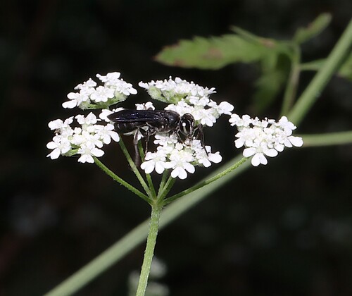 Larra analis photo 2