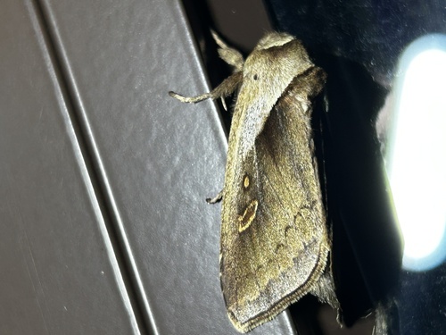 Cattail Borer Moth photo 3
