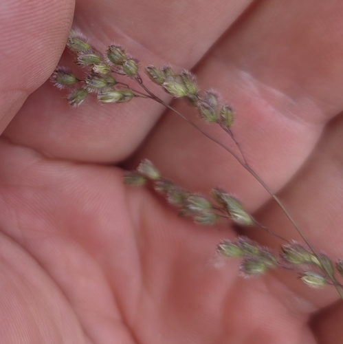 Kral's Silkyscale (Anthenantia texana)