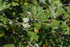 Quercus ilicifolia