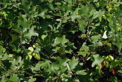 Quercus ilicifolia