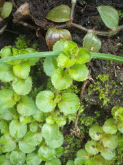 Epilobium rotundifolium