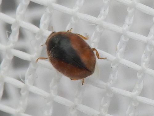 Loew's Lady Beetle photo 5