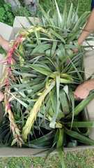 Tillandsia prodigiosa