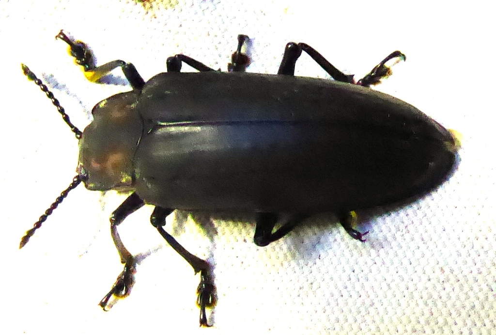 Encaustes opaca