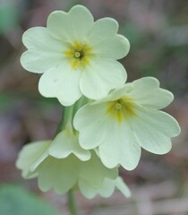 Primula intricata, photograph Lídia Carrera, CC BY, iNaturalist via GBIF