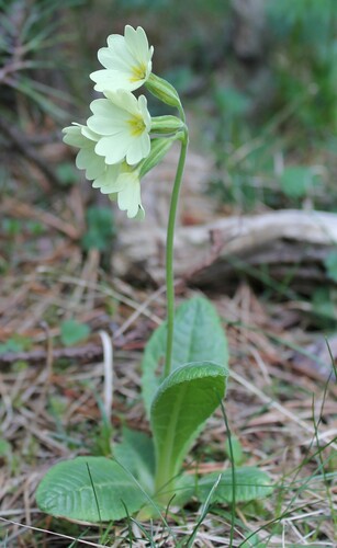 Primula intricata, photograph 5