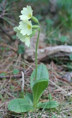 Primula intricata, photograph Lídia Carrera, CC BY, iNaturalist via GBIF