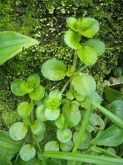 Epilobium rotundifolium
