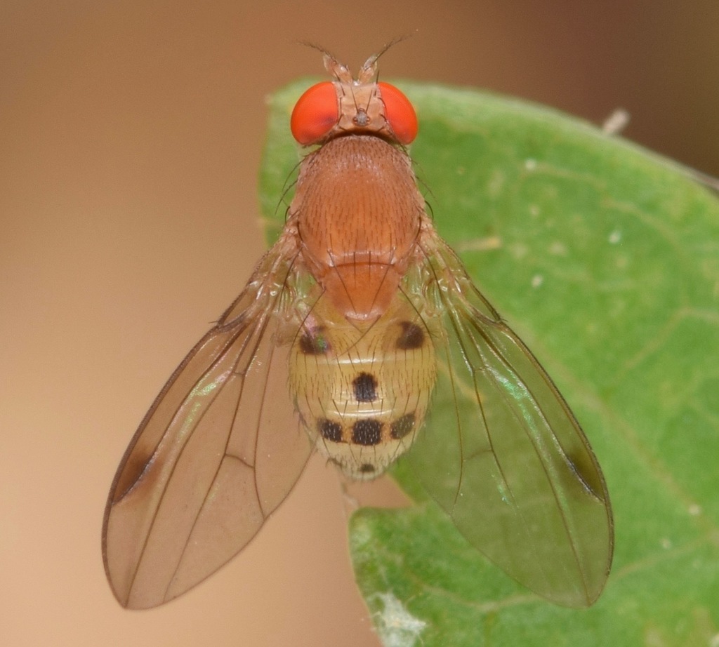 Leucophenga varia