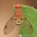Leucophenga varia - Photo (c) skitterbug,  זכויות יוצרים חלקיות (CC BY), הועלה על ידי skitterbug