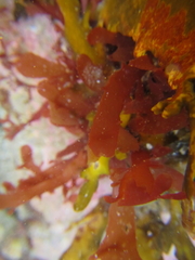 Cladhymenia