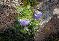 Polemonium confertum
