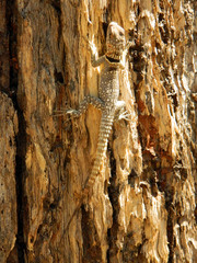 Oplurus cuvieri