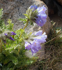 Polemonium confertum