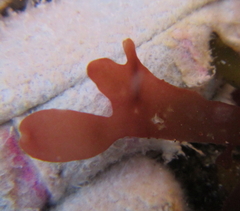 Cladhymenia