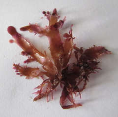 Cladhymenia