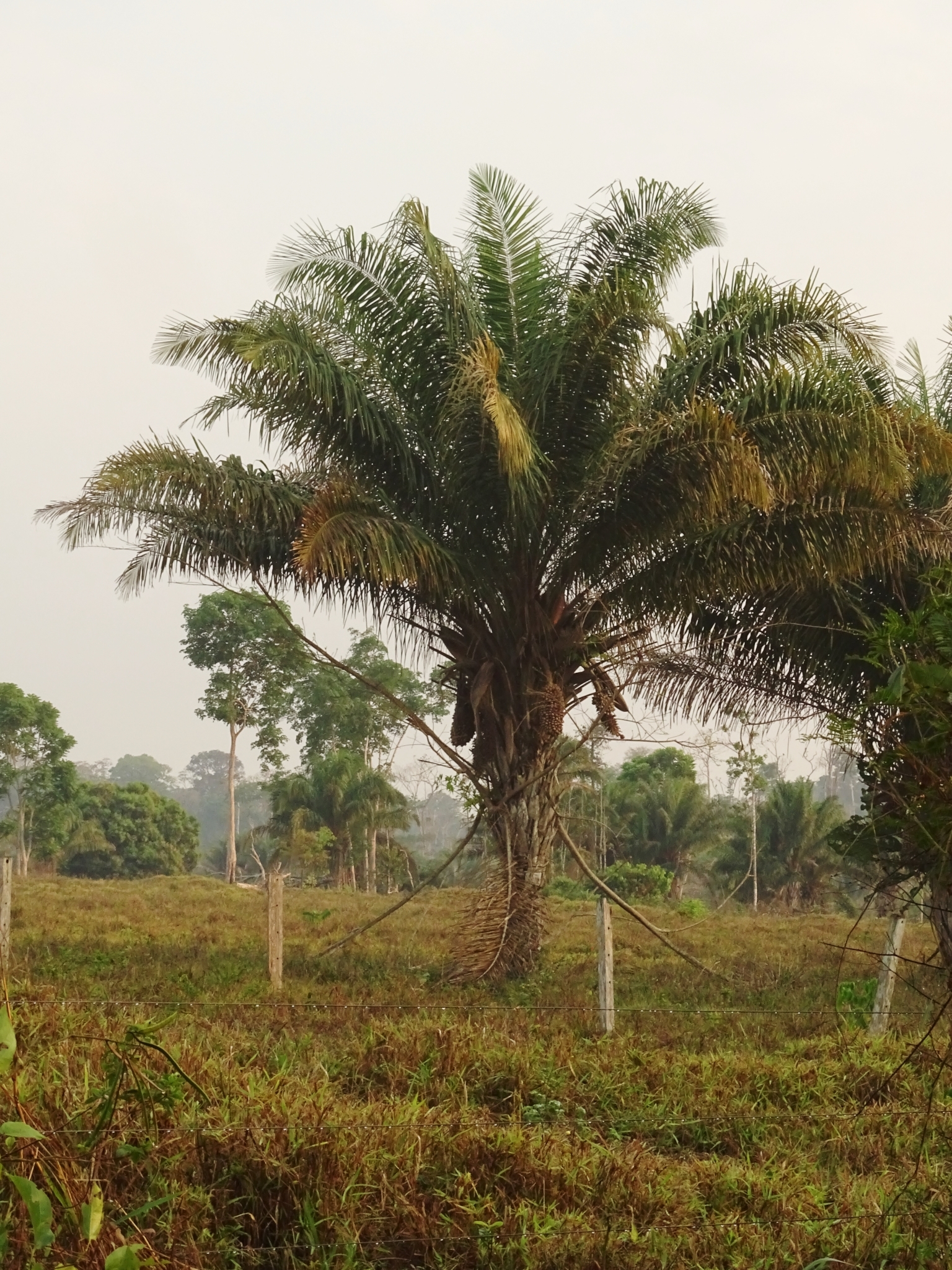 Attalea phalerata