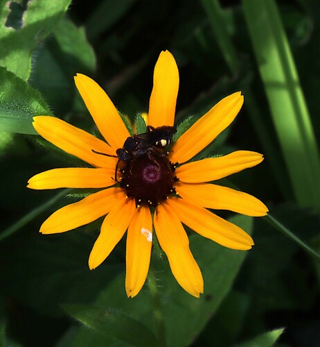 Daisy Nomad Bee