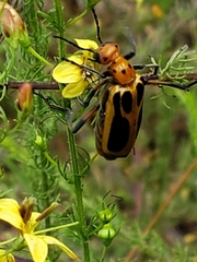 Pyrota sinuata
