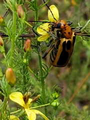 Pyrota sinuata