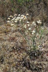 Eriogonum nudum nudum