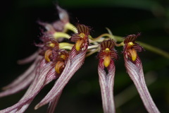 Bulbophyllum melanoglossum