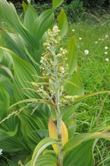 Veratrum insolitum