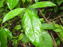 Syngonium triphyllum
