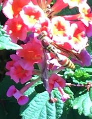Polistes exclamans
