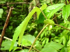 Passiflora choconiana